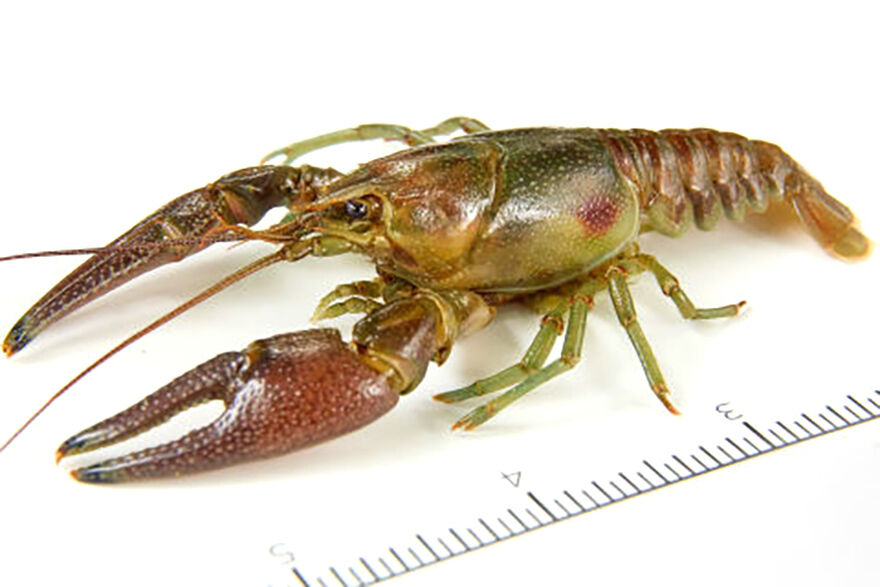 Rusty Crayfish